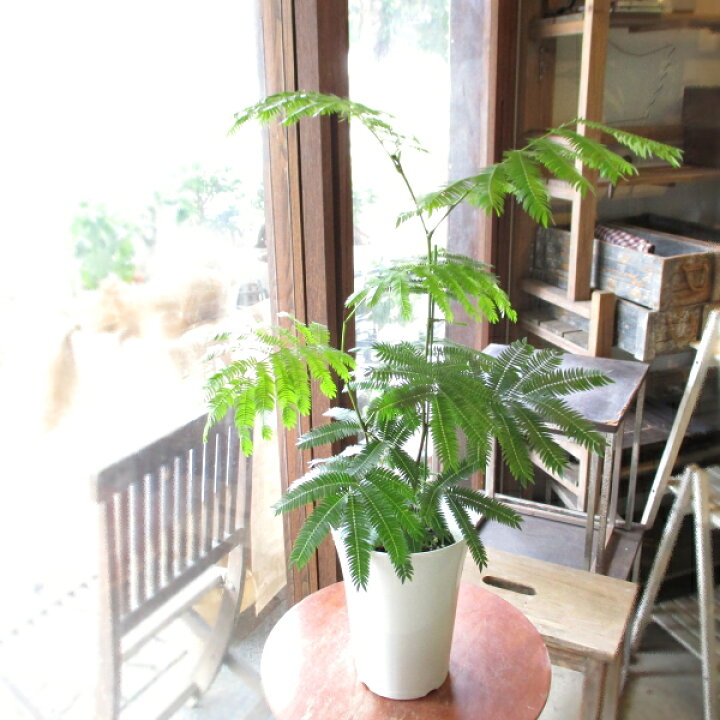 楽天市場 エバーフレッシュ ねむの木 6号鉢サイズ 鉢植え ネムの木 アカサヤネムノキ エバフレッシュ 送料無料 薫る花 観葉植物 おしゃれ インテリアグリーン アジアンテイスト 大型 中型 薫る花