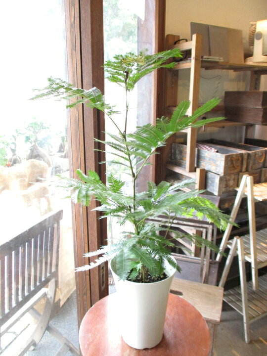 楽天市場】エバーフレッシュ ねむの木 6号鉢サイズ 鉢植え ネムの木 