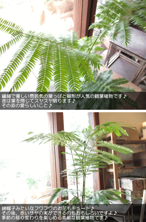 アカサヤネムノキ エバーフレッシュ 8号　幹太 大型 観葉植物 523 Amazon｜ITANSE エバーフレッシュ(アカサヤネムノキ) 5号