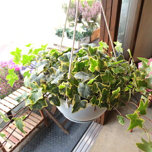観葉植物 ぶら下げ Diy 工具の人気商品 通販 価格比較 価格 Com