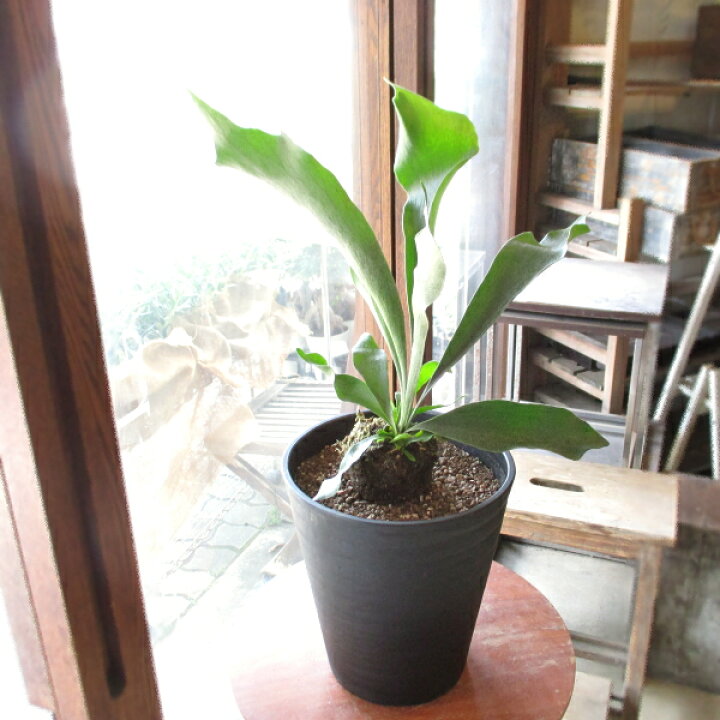 セール 特集 カシワバゴムの木 バンビーノ 曲がり仕立て 7号鉢サイズ 黒色 セラアート鉢 鉢植え ゴムの木 薫る花 観葉植物 おしゃれ インテリアグリーン ゴムノキ セール 特集 カシワバゴムの木 バンビーノ 曲がり仕立て 7号鉢サイズ 黒色 セラアート鉢 鉢植え ゴムの木 薫る花 観葉植物 おしゃれ インテリアグリーン ゴムノキ