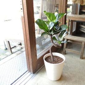 カシワバゴムの木 バンビーノ 曲がり仕立て 7号鉢サイズ 白色 セラアート鉢 鉢植え ゴムの木 送料無料 薫る花 観葉植物 おしゃれ インテリアグリーン 大型 中型 フィカス リラータ ゴムノキ バンビーナ