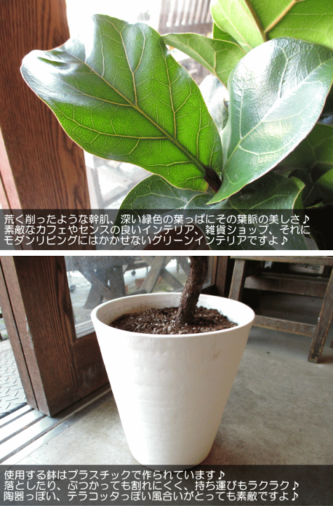 カシワバゴムバンビーノ　螺旋仕立て　曲がり　受け皿付き　高さ約80cm(現物) カシワバゴムノキ バンビーノ 曲がり【ステララウンドM/受け皿