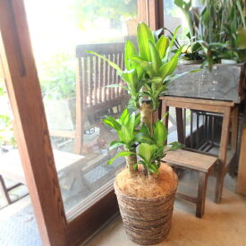 幸福の木 ドラセナ マッサンゲアナ 7号鉢サイズ 鉢植え 送料無料 薫る花 観葉植物 おしゃれ インテリアグリーン 大型 中型