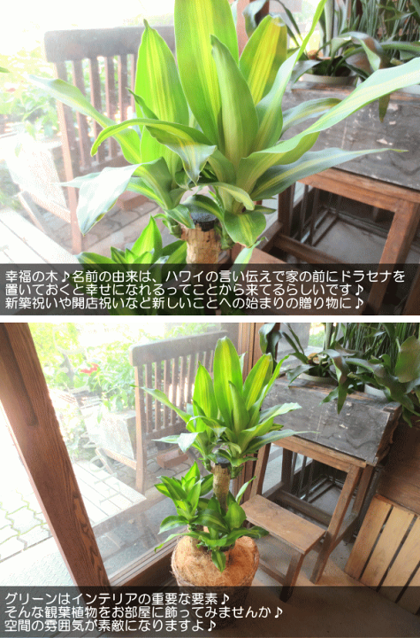 楽天市場】幸福の木 ドラセナ マッサンゲアナ 7号鉢サイズ 鉢植え 送料