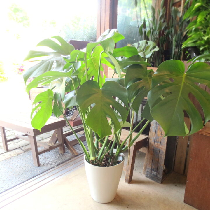楽天市場 送料無料 モンステラ デリシオーサ 7号鉢サイズ 鉢植え 薫る花 観葉植物 ミニ インテリアグリーン プレゼント ギフト 贈り物 お誕生日 記念日 開店祝い 引越し祝い 新築祝い 移転祝い 人気 アジアンテイスト デリシオサ デリキオサ 薫る花