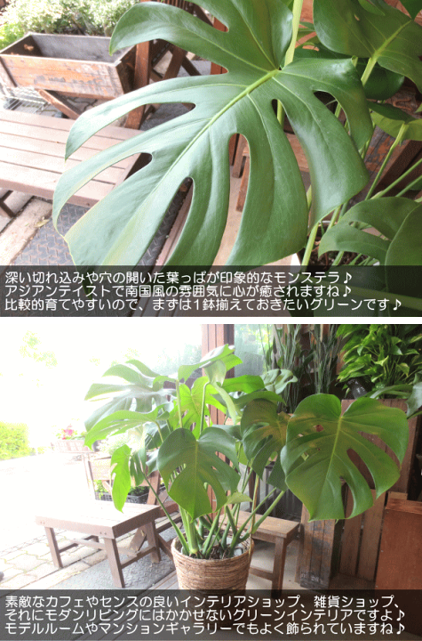 モンステラ デリシオーサ 7号鉢つき 大型葉❗深穴あき