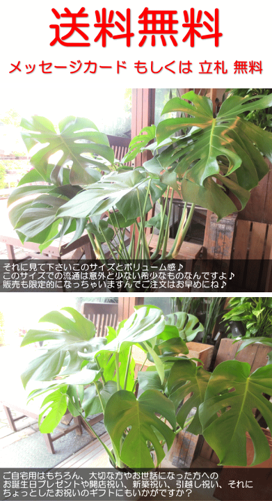 モンステラ　デリシオーサ　７号鉢つき　深穴あき❗大型種❗ 楽天市場】【送料無料】モンステラ デリシオーサ 7号鉢サイズ