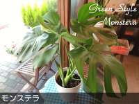 モンステラ(デリシオーサ)6号鉢サイズ