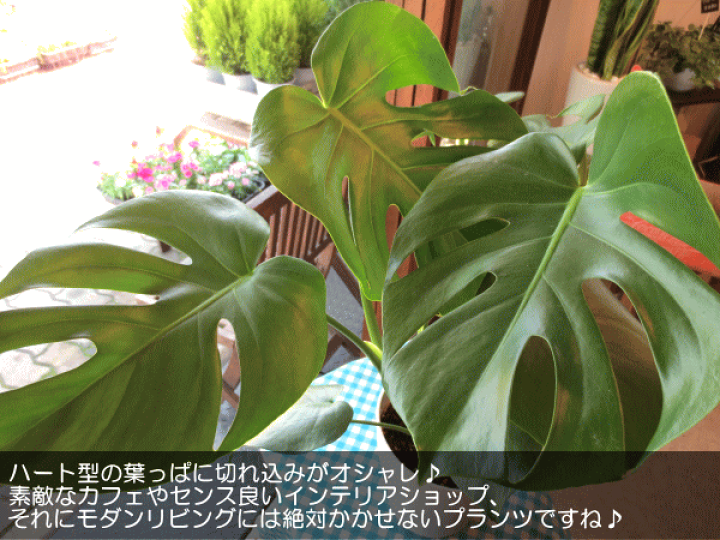 モンステラ 大株♪ シンボルツリーにどうぞ♪ 植物