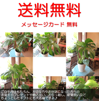 モンステラ(デリシオーサ)6号鉢サイズ