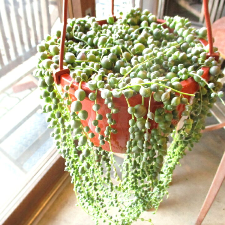 楽天市場 グリーンネックレス 6号吊り鉢 鉢植え 多肉植物 セネシオ 緑の鈴 吊り下げ ぶら下げ 送料無料 薫る花 観葉植物 おしゃれ インテリア グリーン 小型 ミニ 薫る花