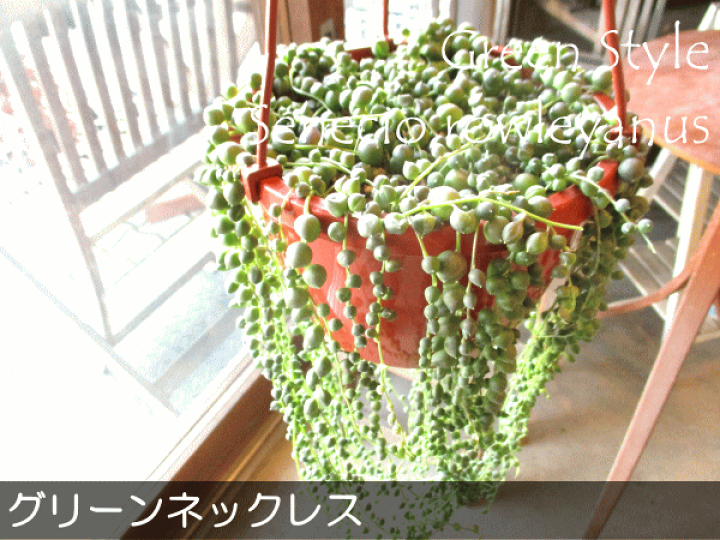 楽天市場】グリーンネックレス 6号吊り鉢 鉢植え 多肉植物 セネシオ 緑