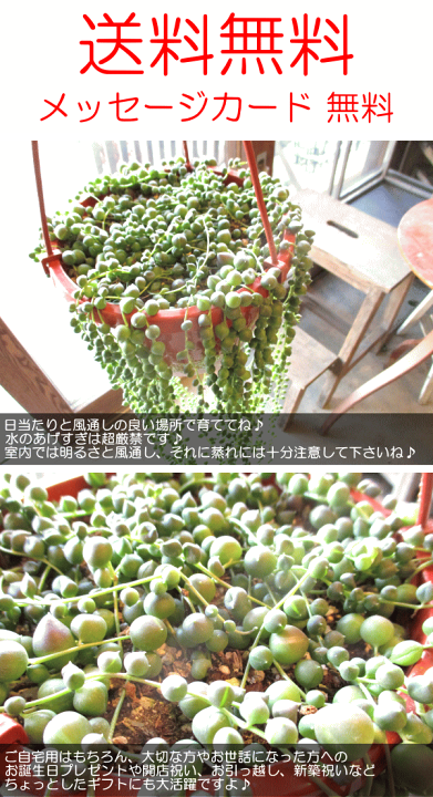 楽天市場】グリーンネックレス 6号吊り鉢 鉢植え 多肉植物
