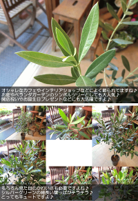 オリーブの木6号鉢サイズ