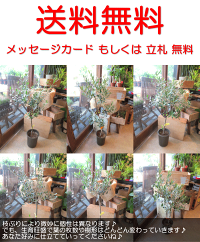 オリーブの木6号鉢サイズ