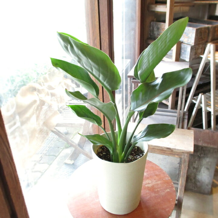 楽天市場 ストレリチア レギネ 極楽鳥花 ゴクラクチョウカ 6号鉢サイズ 鉢植え ストレチア 送料無料 薫る花 観葉植物 おしゃれ インテリアグリーン 中型 小型 薫る花