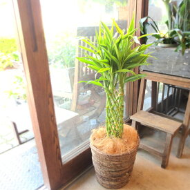 ミリオンバンブー ドラセナ サンデリアーナ 7号鉢サイズ 鉢植え 送料無料 薫る花 観葉植物 おしゃれ インテリアグリーン 大型 中型