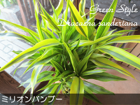 ミリオンバンブードラセナサンデリアーナ7号鉢サイズ鉢植え