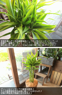 ミリオンバンブードラセナサンデリアーナ7号鉢サイズ鉢植え
