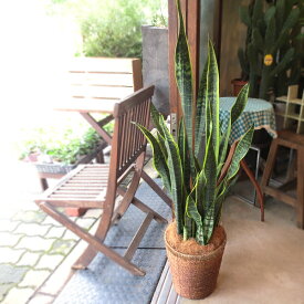サンスベリア ローレンティー 7号鉢サイズ 鉢植え サンセベリア ローレンチー 送料無料 薫る花 観葉植物 おしゃれ インテリアグリーン 大型 中型