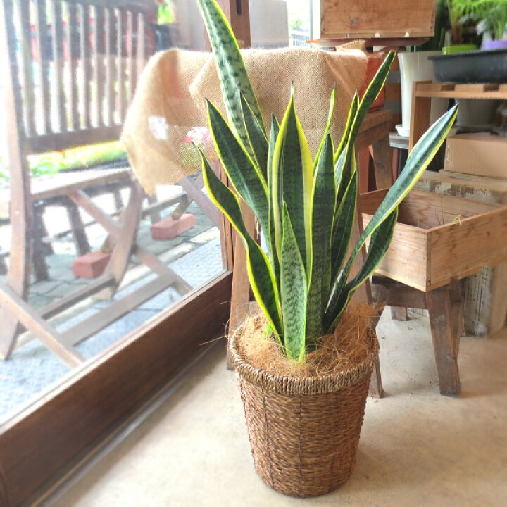 楽天市場 送料無料 サンスベリア ローレンティー 6号鉢サイズ 鉢植え 薫る花 観葉植物 ミニ インテリアグリーン プレゼント ギフト 贈り物 お誕生日 記念日 開店祝い 引越し祝い 新築祝い 移転祝い 人気 アジアンテイスト サンセベリア ローレンチー 薫る花