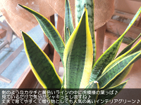 サンスベリア6号鉢サイズ