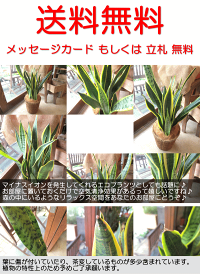 サンスベリア6号鉢サイズ