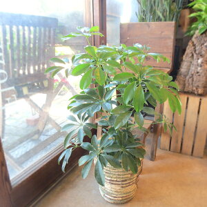 yzVFt zRJ|bN 6TCY@AyOԁzyϗtA ~j CeAO[ v[g Mtg 蕨 a LO JXj zj Vzj 