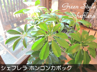 シェフレラホンコンカポック6号鉢サイズ鉢植え