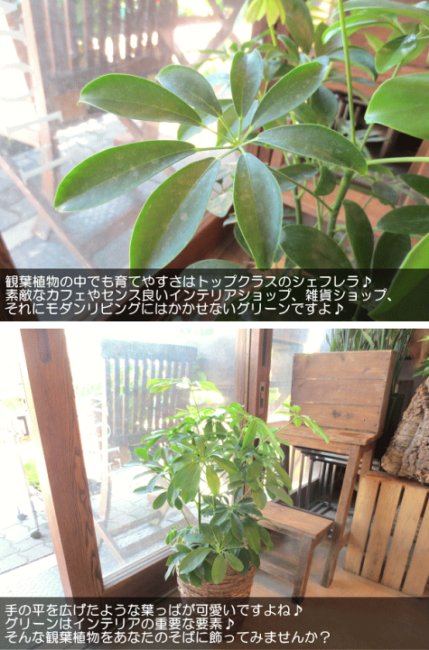 引取★1 シェフレラ SP 6号　観葉植物 引取☆1 シェフレラ SP 6号 観葉植物 シェフレラ 観葉 植物