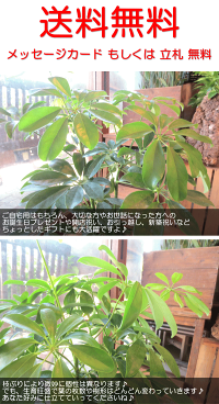 シェフレラホンコンカポック6号鉢サイズ鉢植え