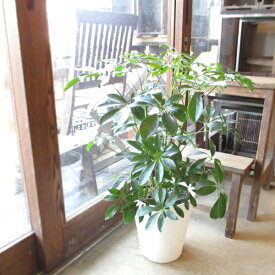 シェフレラ ホンコンカポック 7号鉢サイズ 白色 セラアート鉢 ホワイト 鉢植え 香港カポック 送料無料 薫る花 観葉植物 おしゃれ インテリアグリーン アジアンテイスト 大型 中型