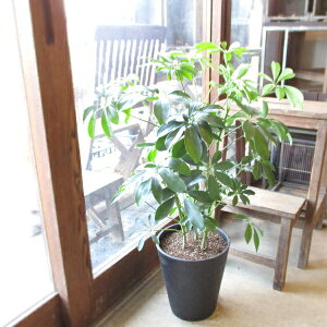観葉植物 ホンコンの通販 価格比較 価格 Com