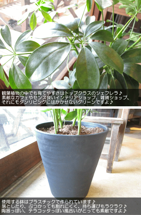 楽天市場】シェフレラ ホンコンカポック 7号鉢サイズ 黒色