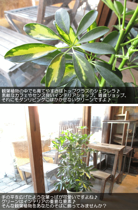 楽天市場】シェフレラ ホンコンカポック 斑入り 6号鉢サイズ