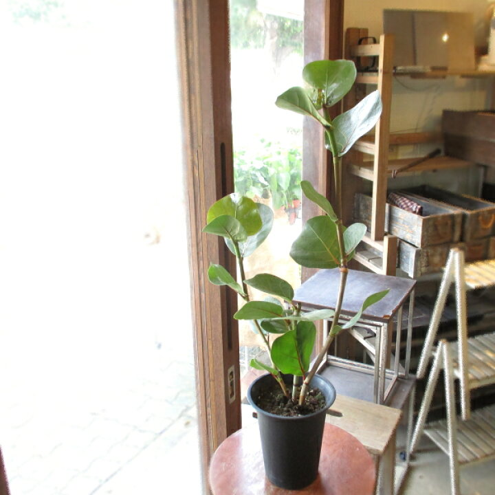 楽天市場 シーグレープ ハマベブドウ 6号鉢サイズ 鉢植え 浜辺ぶどう ハマベノブドウ 送料無料 薫る花 観葉植物 おしゃれ インテリアグリーン アジアンテイスト 大型 中型 薫る花