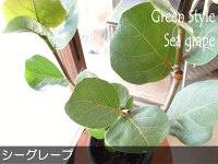 シーグレープ6号鉢サイズ鉢植え