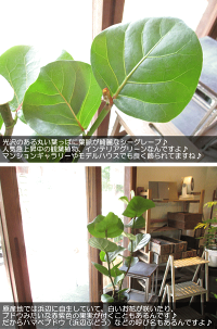 シーグレープ6号鉢サイズ鉢植え