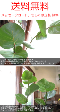 シーグレープ6号鉢サイズ鉢植え