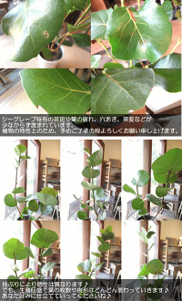 シーグレープ6号鉢サイズ鉢植え