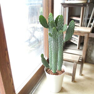 ミニ サボテン 花 観葉植物の人気商品 通販 価格比較 価格 Com