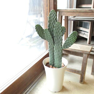 ミニ サボテン 花 観葉植物の人気商品 通販 価格比較 価格 Com ミニ サボテン 花 観葉植物の人気商品 通販 価格比較 価格 Com