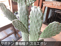 サボテン墨烏帽子スミエボシ2本立ち6号鉢サイズ鉢植え