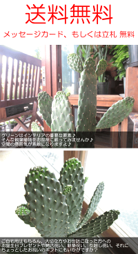 サボテン墨烏帽子スミエボシ2本立ち6号鉢サイズ鉢植え