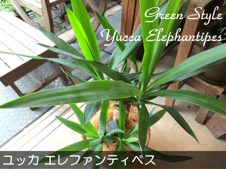 楽天市場】【送料無料】ユッカ エレファンティペス（青年の木）6号鉢