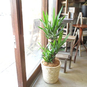 大型観葉植物の人気商品 通販 価格比較 価格 Com