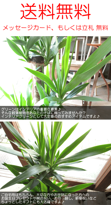 楽天市場】ユッカ エレファンティペス 青年の木 7号鉢サイズ 鉢植え