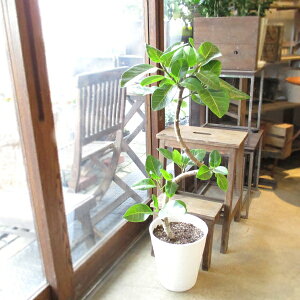 tBJX AeV[} Ȃd 8TCY F ZA[g A oGK[^ S̖  O ϗtA  CeAO[ ^ ^ AeV[}