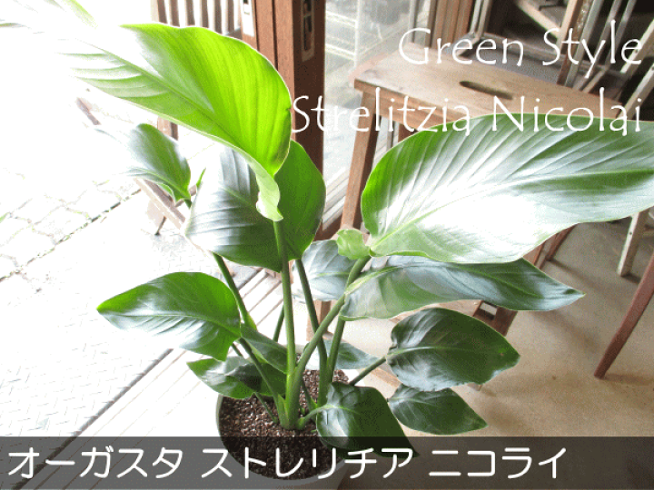 楽天市場】オーガスタ ストレリチア ニコライ 3株植え 8号鉢